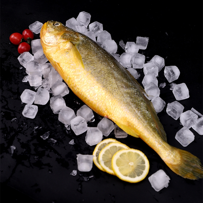 星龙港 鲜活捕捞大黄鱼1000g/条